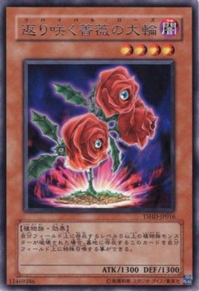 返り咲く薔薇の大輪